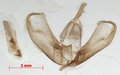 Manulea cereola, male genitalia, image