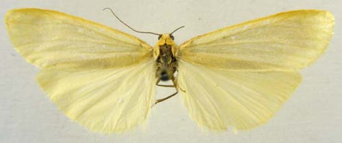 Manulea cereola, male upperside, color image