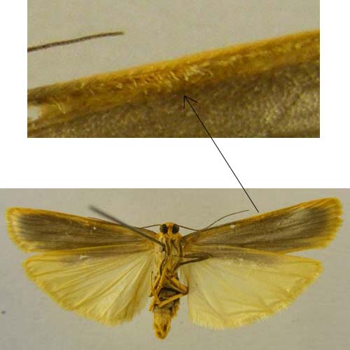 Manulea complana, male underside, color image