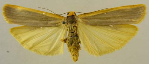 Manulea complana, male upperside, color image