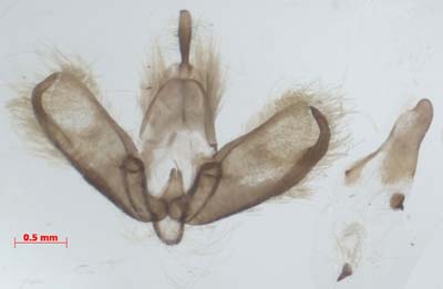 Manulea debilis, male genitalia, image