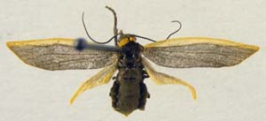 Manulea debilis, female upperside, color image