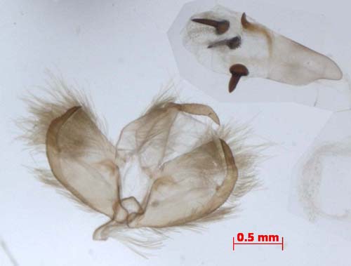 Manulea flavociliata, male genitalia, image