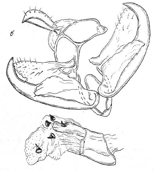 Manulea hyalinofuscatum, male genitalia, image