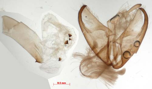 Manulea japonica ainonis, male genitalia, image