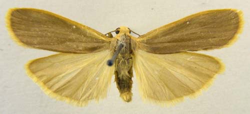 Manulea japonica ainonis, male upperside, color image