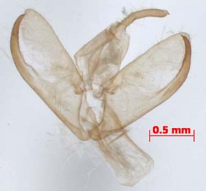 Manulea kansuensis, male upperside, image