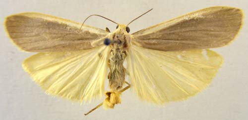 Manulea lurideola, male uperside, color image