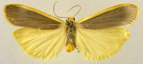 Manulea lurideola, male upperside, color image
