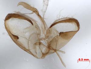 Manulea lurideola, male genitalia, image
