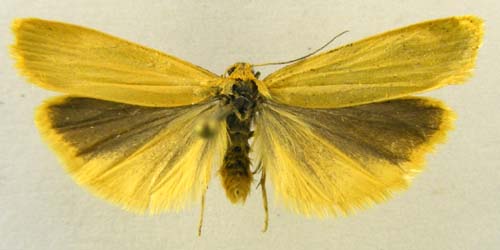 Manulea lutarella, male upperside, color image