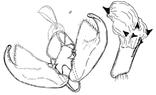 Manulea nigrocollare, male genitalia, image