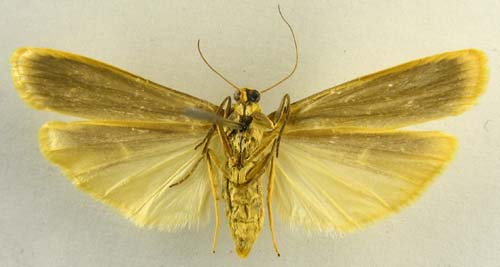 Manulea palliatella, male underside, color image