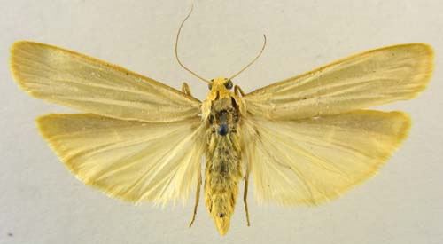 Manulea palliatella, male upperside, color image