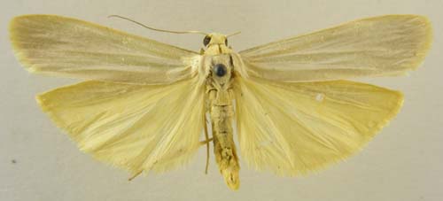 Manulea palliatella sericeoalba, male upperside, color image
