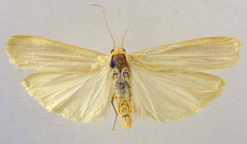 Manulea pseudocomplana, male upperside, color image