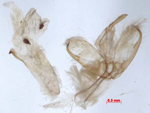 Manulea pseudocomplana, male genitalia, image