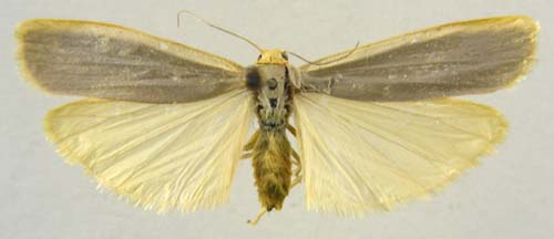 Manulea pseudocomplana, male underside, color image
