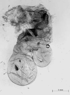 Manulea pseudofumidisca, female genitalia, color image