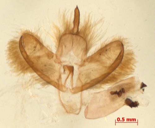 Manulea pseudofumidisca, male genitalia, color image