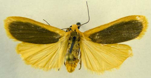 Manulea pseudofumidisca, male upperside, color image