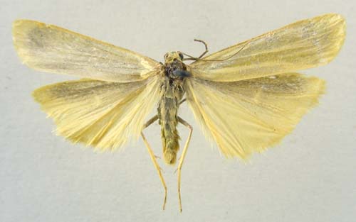 Manulea pymaeola, male upperside, color image