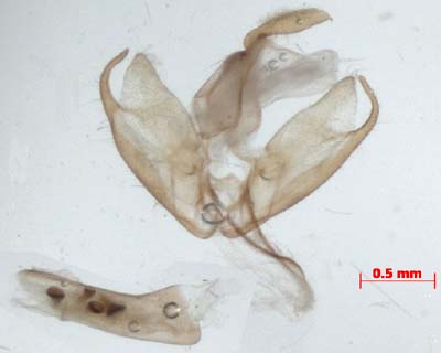 Manulea pygmaeola, male genitalia, image