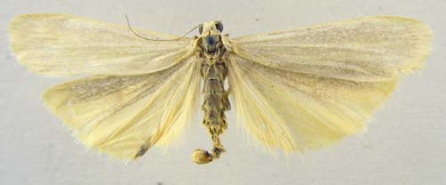 Manulea pygmaeola, male upperside, color image