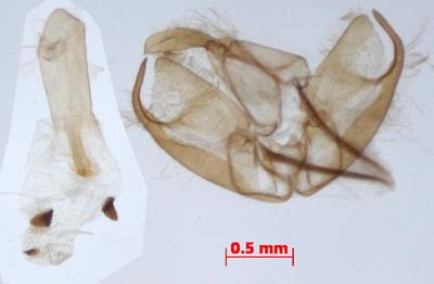 Manulea pygmaeola pallifrons, male genitalia, image