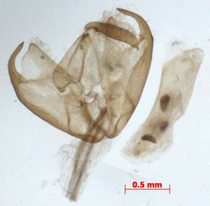 Manulea pygmaeola, male genitalia, image