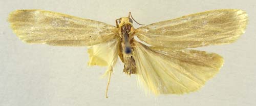 Manulea pygmaeola pallifrons, male upperside, color image