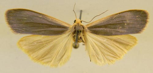 Manulea ussurica, female upperside, color image