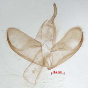 Manulea ussurica, male genitalia, image