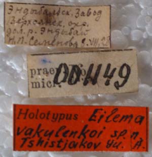 Manulea vakulenkoi, holotype labels, color image