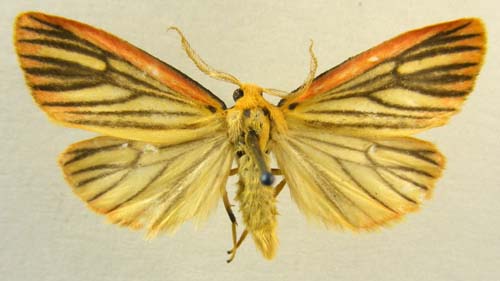 Melanaema venata, male upperside, color image