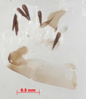 Miltochrista pallida, aedeagus, colour image