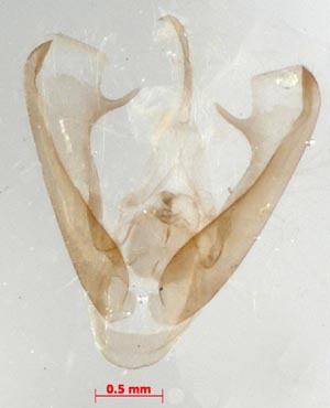 Miltochrista calamina, male genitalia, colour image