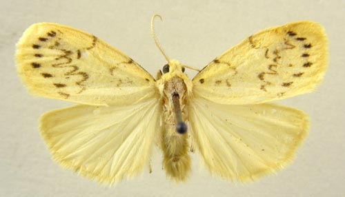 Miltochrista calamina, male upperside, color image
