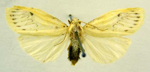 Miltochrista miniata from Kunashir, male upperside, color image