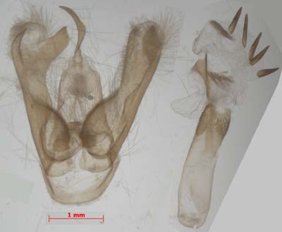 Miltochrista miniata, male genitalia, image