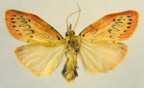 Miltochrista miniata, male upperside, color image