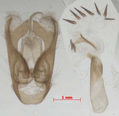 Miltochrista miniata, male genitalia, image