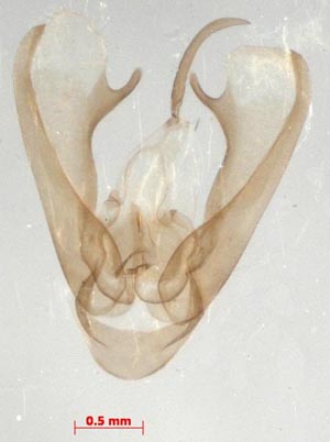 Miltochrista pallida, male genitalia, colour image