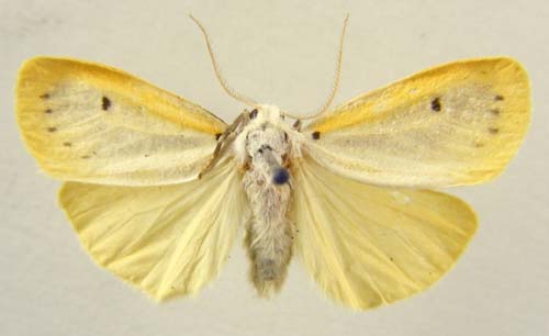 Miltochrista pallida, male upperside, color image