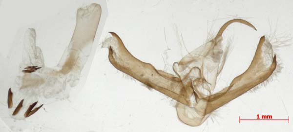 Miltochrista rosacea, male genitalia, image