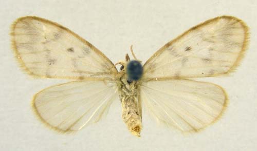 Nudaria mundana, male upperside, color image