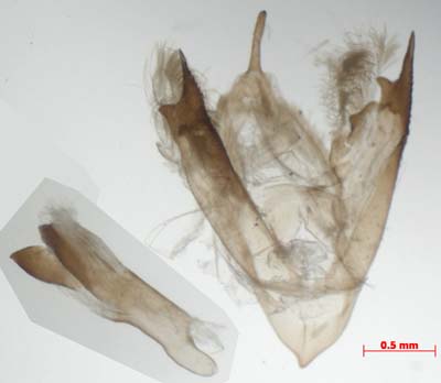 Nudina artaxidia, male genitalia, image