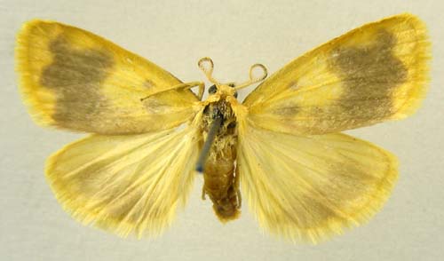 Nudina artaxidia, male upperside, color image