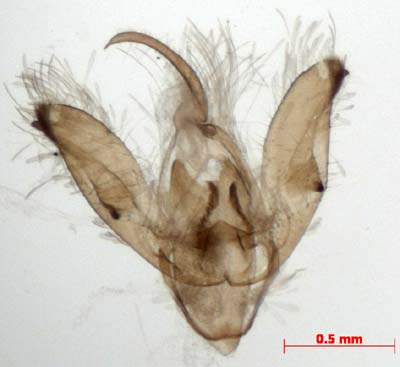 Pelosia angusta, male genitalia, image