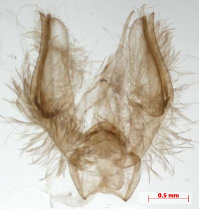 Pelosia muscerda, male genitalia, image